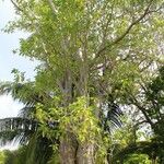 Pisonia grandis 整株植物