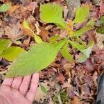 Triosteum perfoliatum 葉