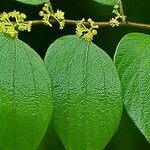 Ziziphus oenopolia Flor