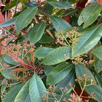 Photinia × fraseri Leaf