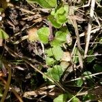 Veronica filiformis Foglia