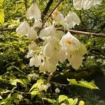 Halesia carolina Blüte