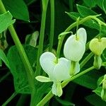 Lamprocapnos spectabilis Flower