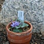 Physoplexis comosa 形態