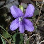 Viola septemloba Flower