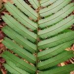 Piptadeniastrum africanum Leaf