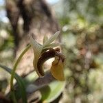 Dendrobium ngoyense Flor