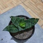 Sansevieria trifasciataLeaf