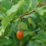 Elaeagnus multiflora Frukt