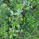 Commiphora madagascariensis Leaf