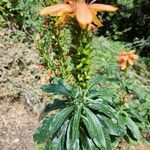 Digitalis canariensis Leaf