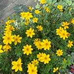 Bidens ferulifolia Virág