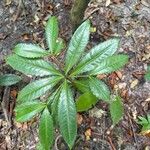 Ardisia crenataFuelha