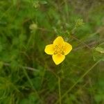 Potentilla erectaFlower