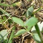 Trifolium fragiferumFolla