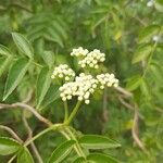 Sambucus australis Folio