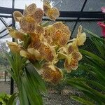 Vanda coerulescens Cvet