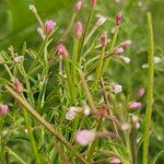 Epilobium coloratum Flower