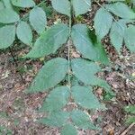 Aralia spinosa Blatt