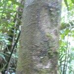 Abarema gallorum Ŝelo