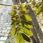 Sorbus americana Lapas