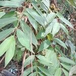 Ficus semicordata Blatt