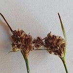 Luzula congesta Flower