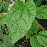 Thunbergia battiscombei Leaf