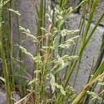 Poa trivialis Flor