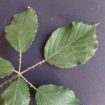 Rubus winteri Blad