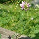 Coronilla variaFloro