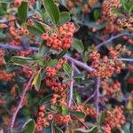 Pyracantha angustifolia Ffrwyth