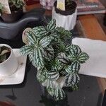 Pilea cadierei Blatt