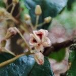 Sterculia rubiginosa Kvet