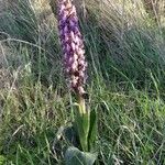 Himantoglossum robertianum Habit