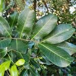 Cupaniopsis anacardioides Blatt