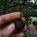 Bonellia macrocarpa Frutto