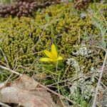 Gagea bohemica Fula