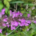 Stachys palustrisBlüte