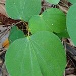 Bauhinia monandra 葉