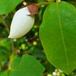 Magnolia sieboldii Прочее
