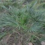 Chamaerops humilisLeaf