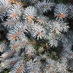 Picea pungens叶