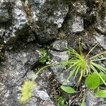 Tofieldia calyculata Folla