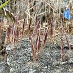 Bromus diandrus Flors