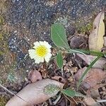 Tolpis umbellata Flower