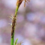 Carex sempervirens Fula