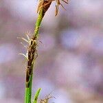 Carex sempervirens Bloem