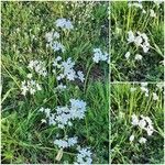 Allium massaessylum Fula