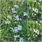 Allium massaessylum Flower